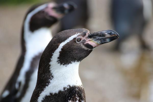 ZooOS_Humboldt-PinguinB.jpg